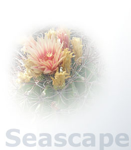 Seascape Charters - in La Paz, Baja California Sur, Mexico.
